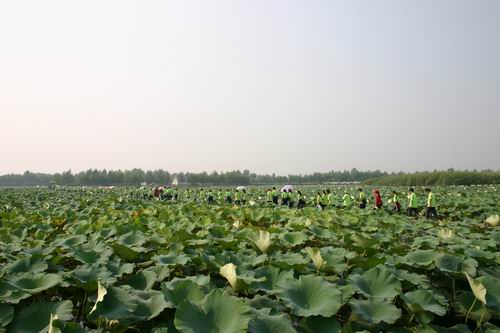 教师节