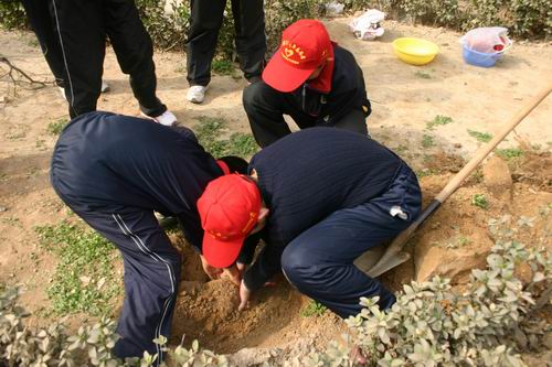  同学们在挖树坑