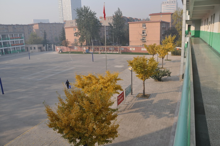 美丽的银杏树和我的校园